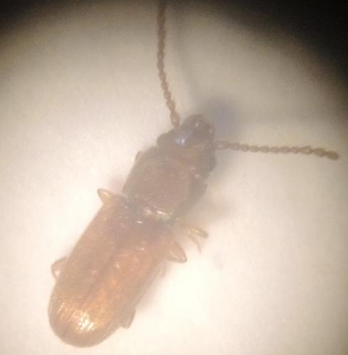 Réf. 291 180 : Cryptolestes sp.